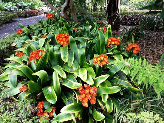 Jardín de Aclimatación de La Orotava